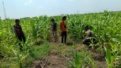 Polsek Krembung dengan turun langsung mendampingi petani jagung sebagai bagian dari program ketahanan pangan nasional.