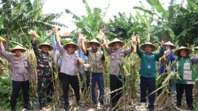 Polsek Kenjeran, Polres Pelabuhan Tanjung Perak, bersama kelompok tani (Poktan) Nandur Makmur membuktikan produktivitas lahan perkotaan dengan menggelar panen raya jagung jawa (pepel)