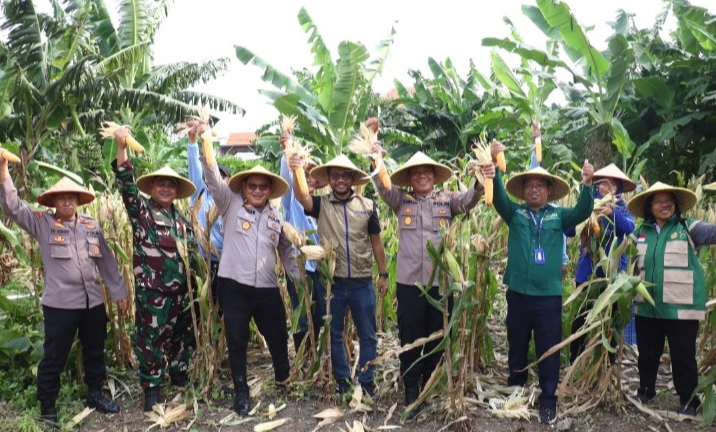 Polsek Kenjeran, Polres Pelabuhan Tanjung Perak, bersama kelompok tani (Poktan) Nandur Makmur membuktikan produktivitas lahan perkotaan dengan menggelar panen raya jagung jawa (pepel)