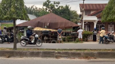 Mobil truck diesel bernomor polisi BK 8835 GK bermuatan rumput ( sodding) terguling