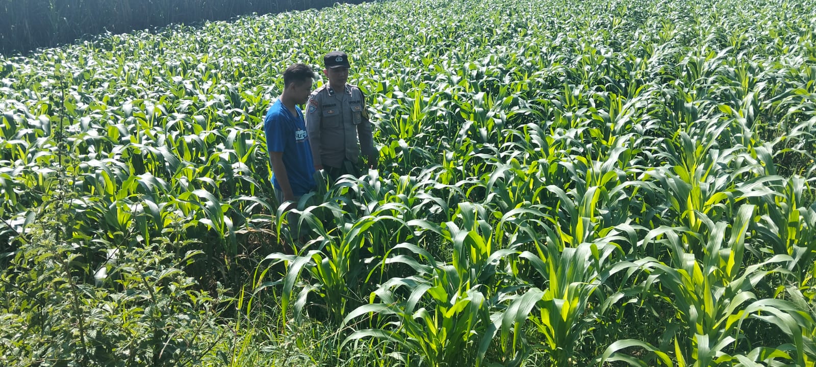 Polres Jombang Melalui Bhabinkamtibmas Lakukan Pengecekan tanaman Jagung
