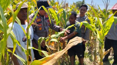 Polresta Sidoarjo melalui jajarannya Polsek Balongbendo dengan melakukan pendampingan pengelolaan lahan jagung hibrida