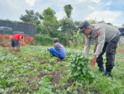 Dukung Ketahanan Pangan, Polres Pelabuhan Tanjung Perak Panen Tanaman holtikultura di Tambak Wedi