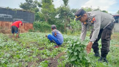 Polres Pelabuhan Tanjung Perak mendukung ketahanan pangan panen raya komoditas holtikultura berupa sayur bayam di Kelurahan Tambak Wedi