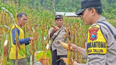 Polres Ponorogo melakukan pendampingan warga tani untuk mewujudkan swasembada pangan. Polsek Ngebel melalui fungsi Bhabinkamtibmas turun langsung melakukan pendampingan pengelolaan lahan jagung