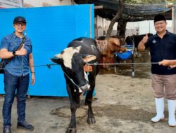 Wujud Kepedulian Sosial, Perumda Air Minum Surya Sembada Kota Surabaya Salurkan 13 Ekor Sapi Qurban pada Idul Adha 1447 H