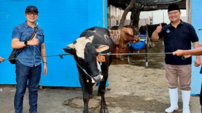 Menyambut Hari Raya Idul Adha 1447 Hijriyah, Perumda Air Minum Surya Sembada Kota Surabaya kembali menunjukkan komitmen kepedulian sosialnya melalui kegiatan penyaluran hewan qurban.