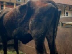 Polres Lumajang Amankan Tersangka Penadah Sapi Curian dan Senpi Rakitan
