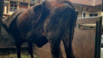 Satreskrim Polres Lumajang berhasil mengamankan seorang penadah sapi hasil pencurian berinisial AG (34), warga Sumberbaru, Jember.