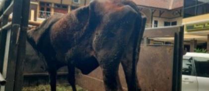 Satreskrim Polres Lumajang berhasil mengamankan seorang penadah sapi hasil pencurian berinisial AG (34), warga Sumberbaru, Jember.