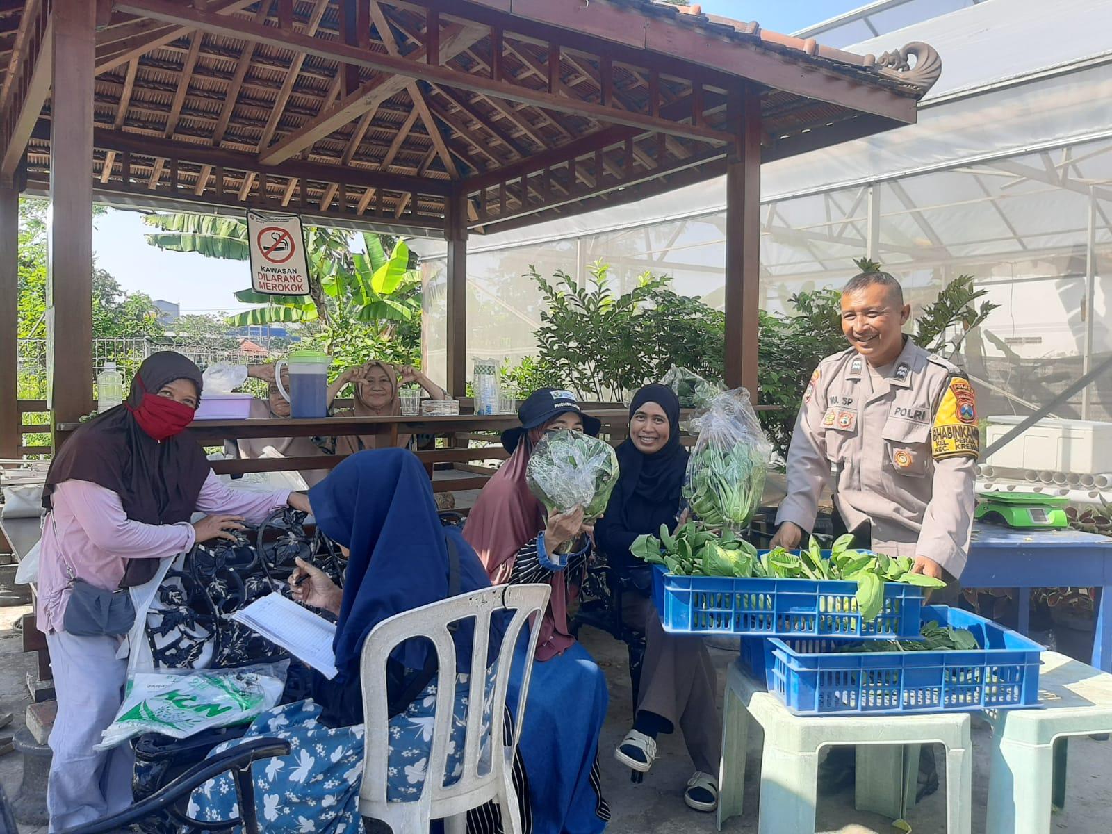 Bhabinkamtibmas Polsek Krembangan monitoring mendampingi proses panen sayuran hasil budidaya hidroponik di KWT Dorang Cinta