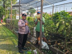 Lahan Bantaran Sungai Disulap Jadi Kebun Produktif, Warga Kertajaya Siap Panen Melon Murah untuk Masyarakat
