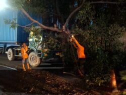 Kurang Waspada Pohon Rindang, Sopir Truk Kontainer Hantam Dahan Pohon Jalan Sawah Pulo Surabaya