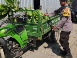Panen Buah, Polres Pelabuhan Tanjung Perak Perkuat Ketahanan Pangan Lewat Hortikultura Pisang