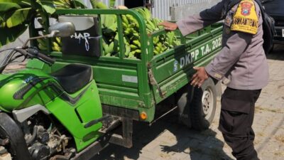 Panen Buah, Polres Pelabuhan Tanjung Perak Perkuat Ketahanan Pangan Lewat Hortikultura Pisang