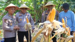 Dukung Asta Cita Presiden, Polres Pelabuhan Tanjung Perak Panen 815 Kg Jagung Pipil di Kenjeran