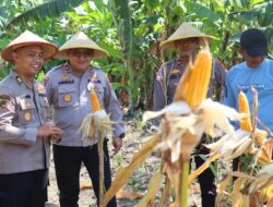 Dukung Asta Cita Presiden, Polres Pelabuhan Tanjung Perak Panen 815 Kg Jagung Pipil di Kenjeran