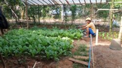 Kreatif! Dukung Ketahanan Pangan, Pemuda Desa Petrah Hijaukan Lahan Kosong Jadi Kebun Sawi