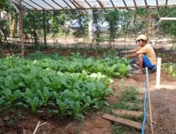 Kreatif! Dukung Ketahanan Pangan, Pemuda Desa Petrah Hijaukan Lahan Kosong Jadi Kebun Sawi