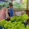 Dukung Ketahanan Pangan, Polsek Krembangan Panen Sawi Hidroponik Bersama KWT Dorang Cinta