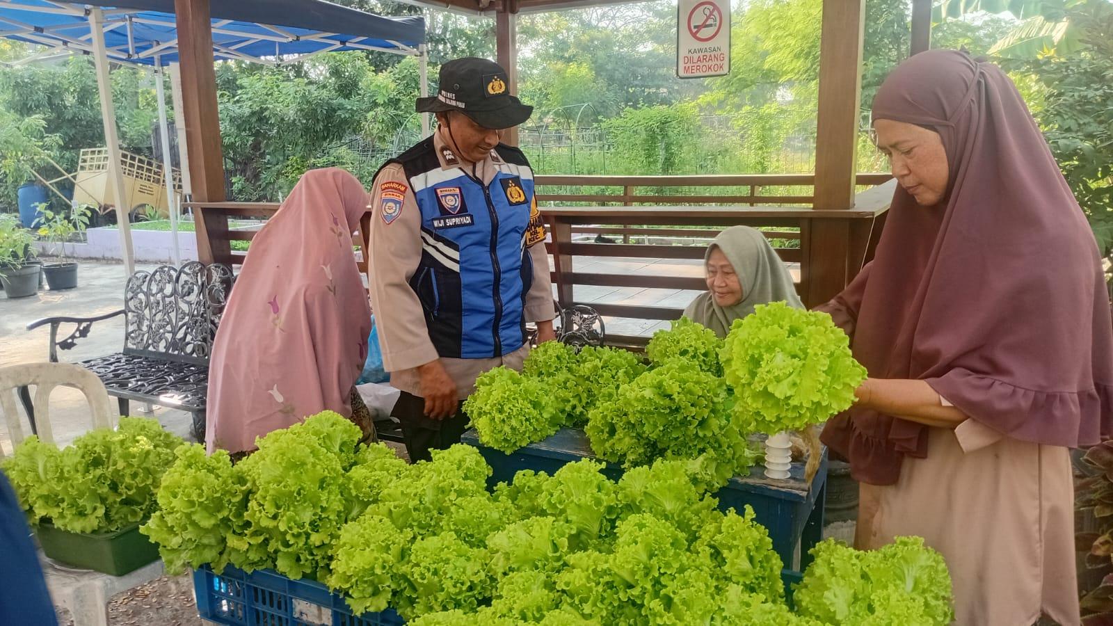 Bhabinkamtibmas Kelurahan Perak Barat, Polsek Krembangan, Polres Pelabuhan Tanjung Perak turun langsung membantu Kelompok Wanita Tani (KWT) Dorang Cinta memanen sayur sawi