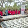 Kapolsek Krembangan dan Bhayangkari Panen Sawi Caisim, Dorong Warga Perkuat Ketahanan Pangan