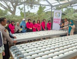Kapolsek Krembangan dan Bhayangkari Panen Sawi Caisim, Dorong Warga Perkuat Ketahanan Pangan