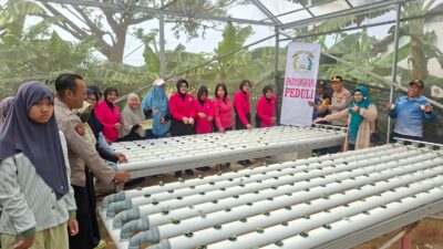 Kapolsek Krembangan dan Bhayangkari Panen Sawi Caisim, Dorong Warga Perkuat Ketahanan Pangan