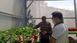 Dukung Asta Cita, Polres Pelabuhan Tanjung Perak Berdayakan Kelompok Tani Tanam Golden Melon