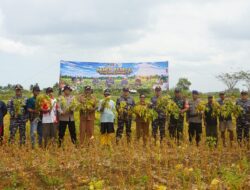 Komandan Kodaeral XI Panen Raya Kedelai, Tegaskan Komitmen TNI AL Dukung Ketahanan Pangan di Papua Selatan