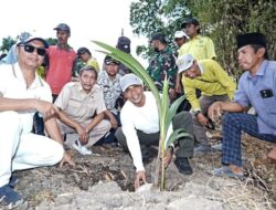 Bupati Bangkalan Tanam Kelapa, Program Ditargetkan Capai 100 Hektare